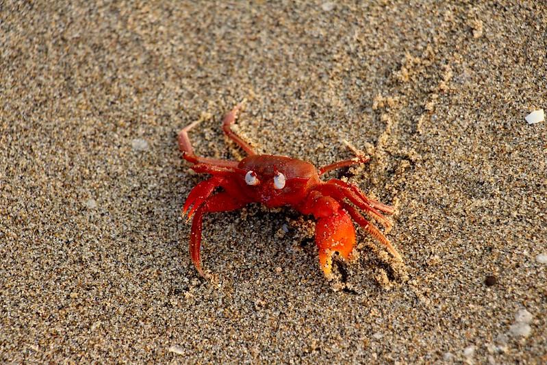 Red Crab